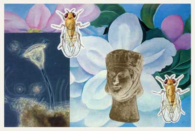 Noble Bees  1998-99 granny artemis