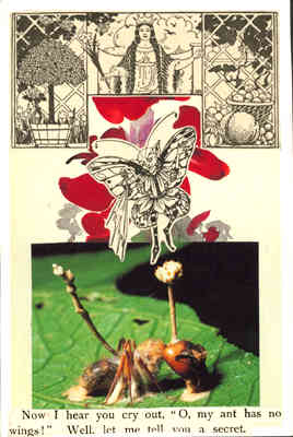 No Wings  1998-99 granny artemis